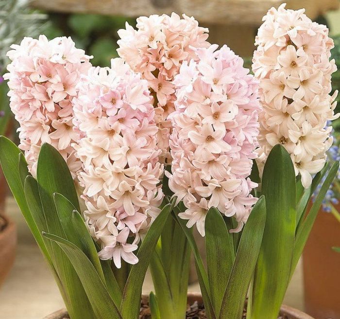 Гіацинт Apricot Passion