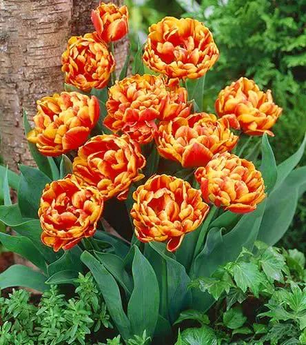 Тюльпан махровий Allegretto червоний 10/11