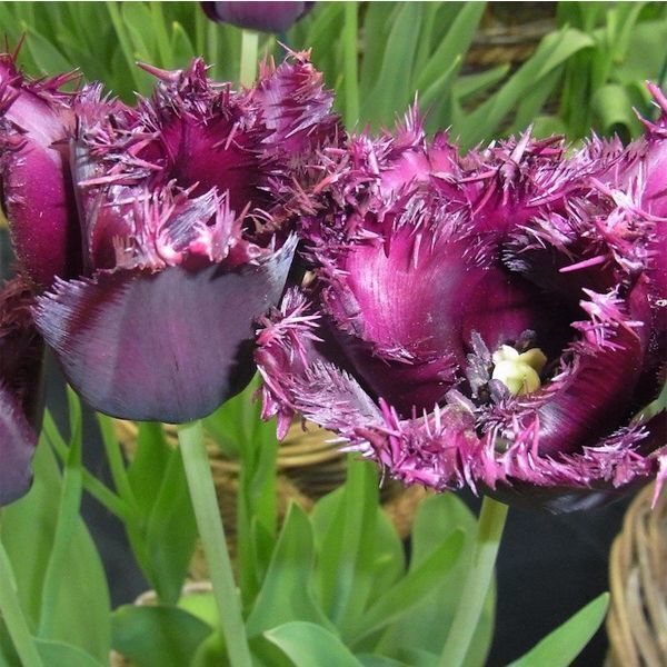 Тюльпан Бахромчастий Black Jewel 10/11