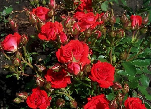 Ред мікадо (Red Mikado)