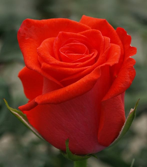 Май Валентин (My Valentine)