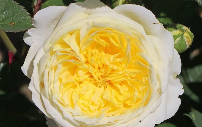 Пілігрим (Pilgrim)