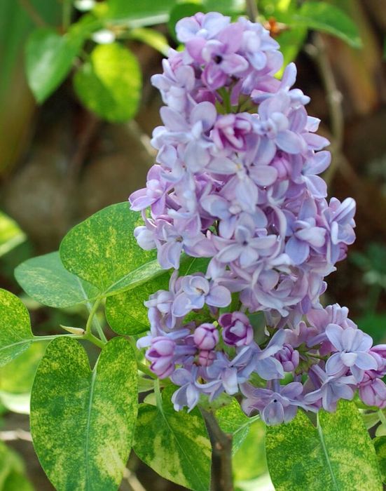 Бузок звичайний Аукубофолія (Aucubaefolia)