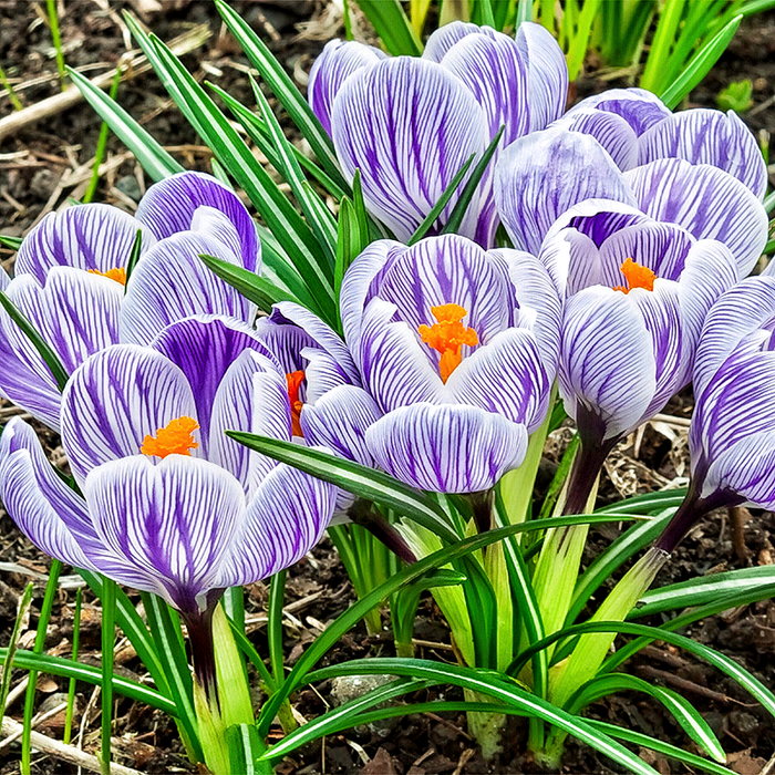 Крокус великоквітковий King of the Striped р9