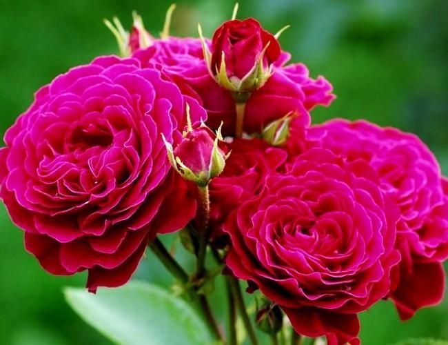 Домен де Сен Жан де Боргар (Domaine de St Jean de Beauregard)