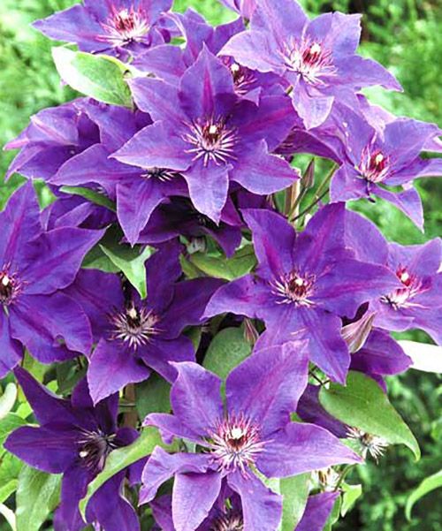 Клематис  Міністр