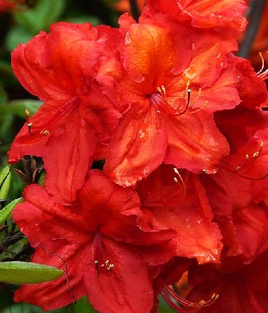 Fireball (Файерболл)