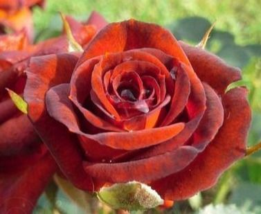 Троянда на штамбі Браун_Шугар (Brown Sugar)