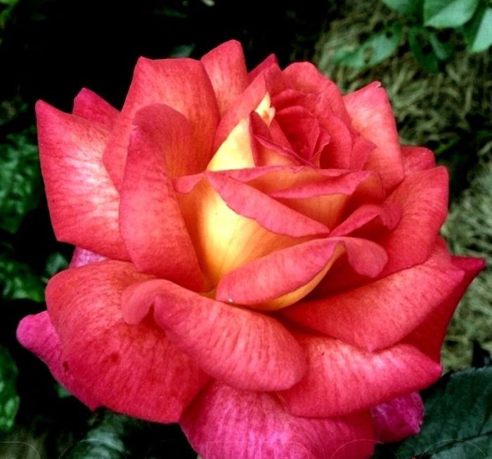 Парфюм де Грейс (Parfum de Grasse)