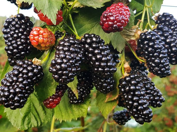 Чачанська Бестрна