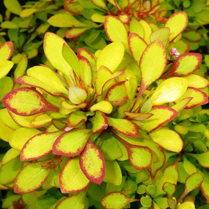 Барбарис Тунберга Maria С 1,5