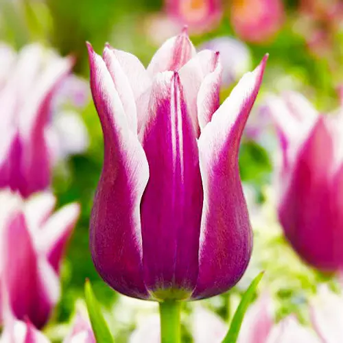 Тюльпан Лілієподібний Claudia 10/11