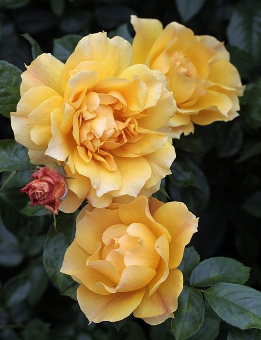 Іззі Гоінг (Easy Going)