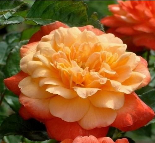 Самарітан (Samaritan)