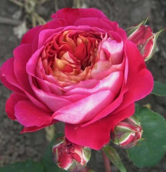 Сантенер де Лей-Ле Роуз