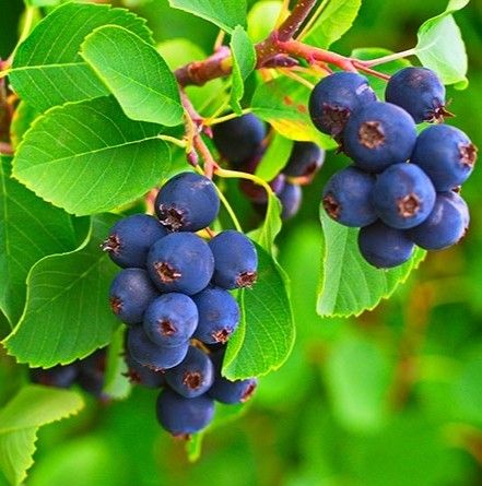 Ірга Мандам 2 річні