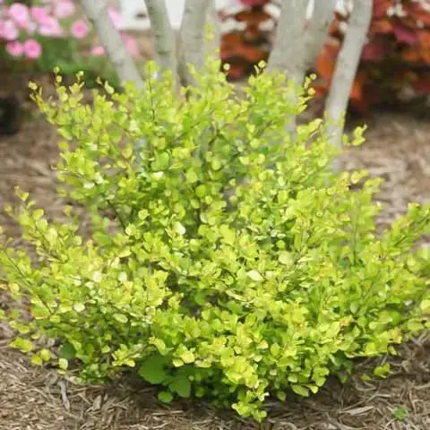 Береза декоративна