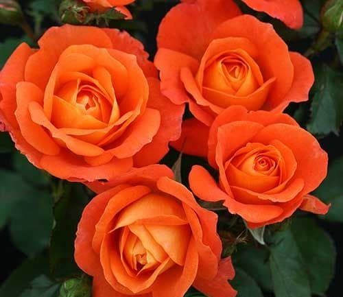 Супер Трупер  (Super Trouper)