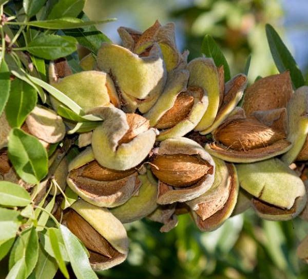 Нікітський