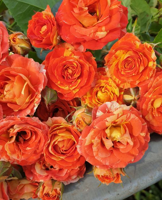 ОРАНЖ СПЛЕШ (Orange Splash) 