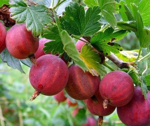 Красень (Безшипий)