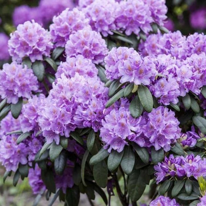 Catawbiense Grandiflorum 4 річні