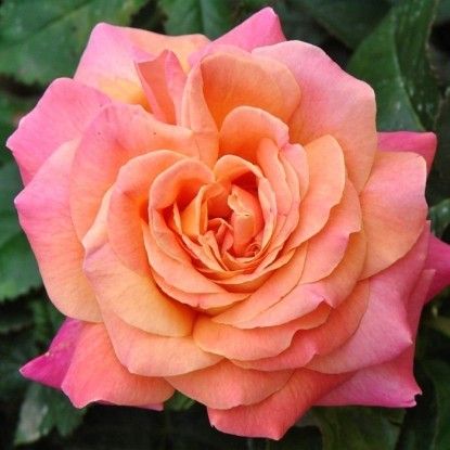 Чикаго Піс (Chicago Peace)