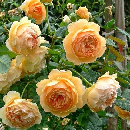 Грехам Томас (Graham Thomas)