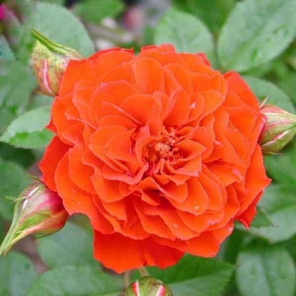 Оранж Мейландіна (Grimpant Orange Meillandina)