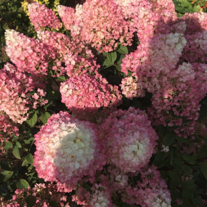 Гортензія волотиста Петіт Стар 