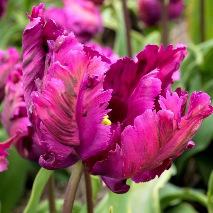 Тюльпан Папуговий Негріта Перрот (Negrita Parrot)10/11