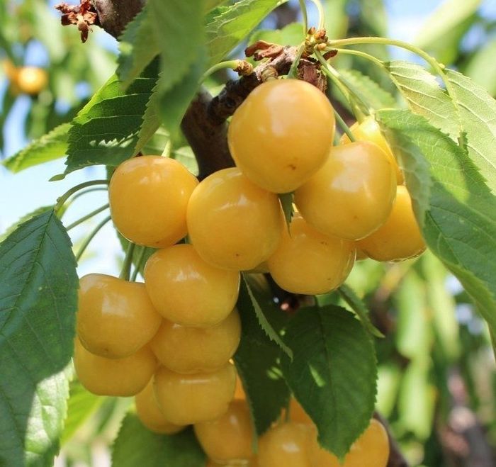 Дрогана жовта