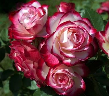 Юбілей Принца де Монако (Jubile du Prince de Monaco)