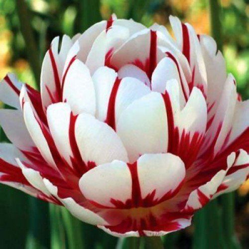 Тюльпан Carnaval de Nice 10/11