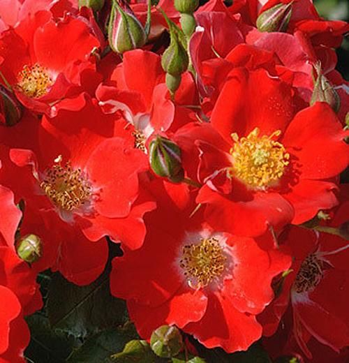 Пасадобль (Paso Doble)