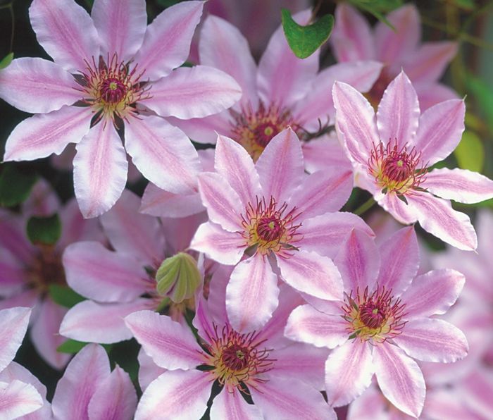 Клематис Надія