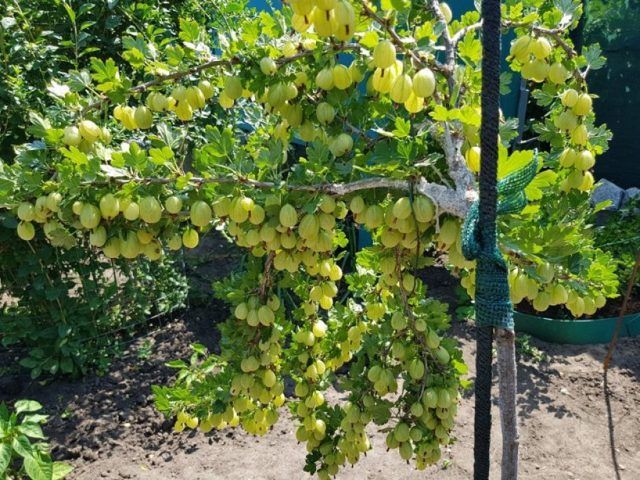 Агрус на штамбі