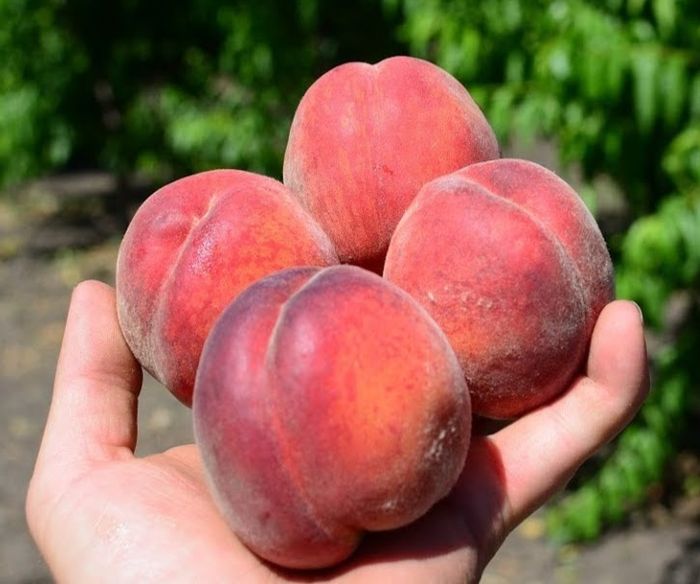 Спрінг Леді