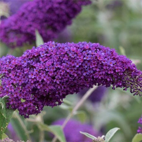 Будлея Nanho Purple(2 річні)