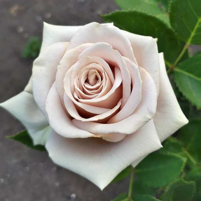 Сільверстоун (Silverstone)