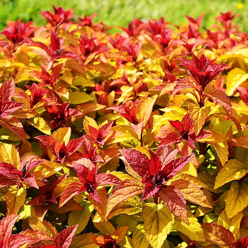 Спірея японська Мерло Стар