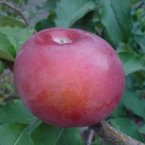 Макінтош (Мекінтош , McIntosh)