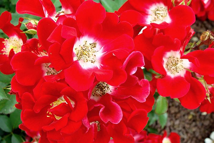  Руж Мейяндекор (Rouge Meillandecor)