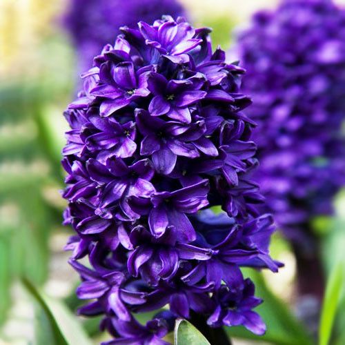 Гіацинт Blue Sapphire 14/15