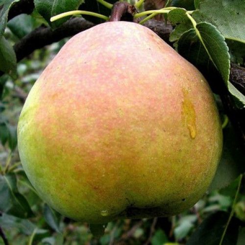 Кучерянка (пізня)