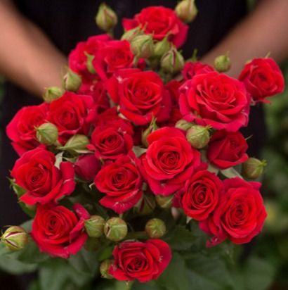 Ред Хард (RED HARD)