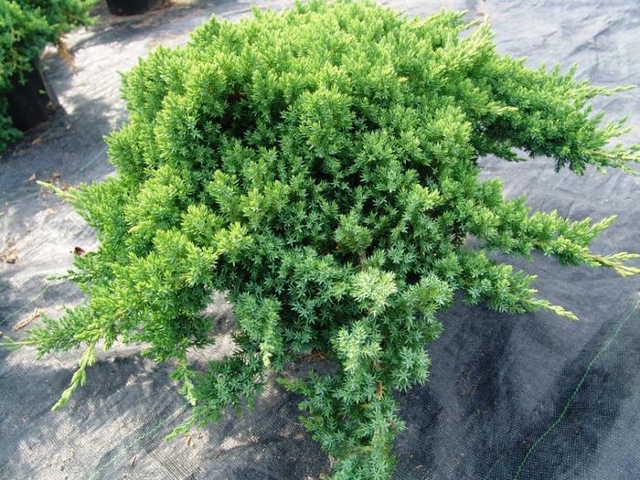 Ялівець лежачий «Нана»