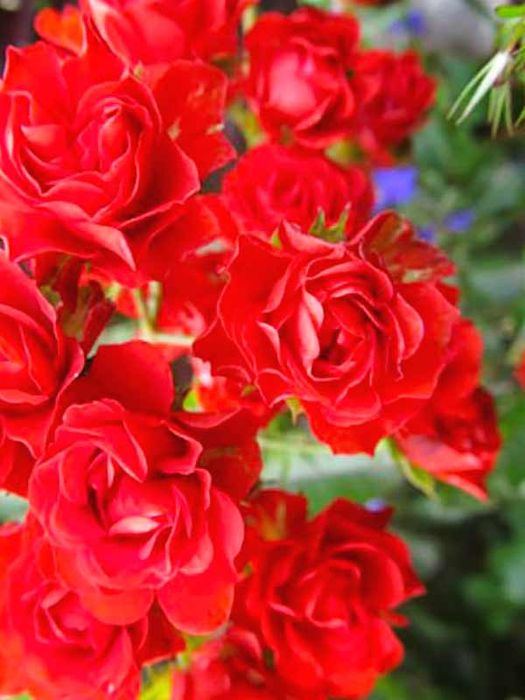  Скарлет Мейландекор ( Scarlet Meillandecor)