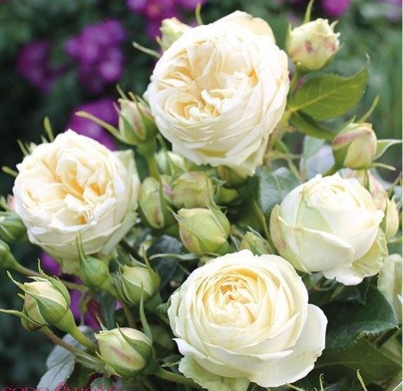 Лемон Рококо (Lemon Rokoko)