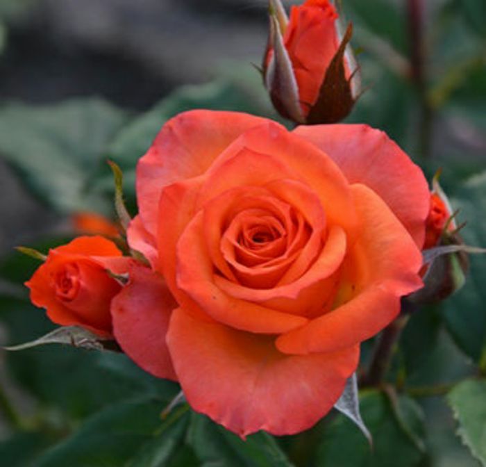 Алегрія (Alegria)